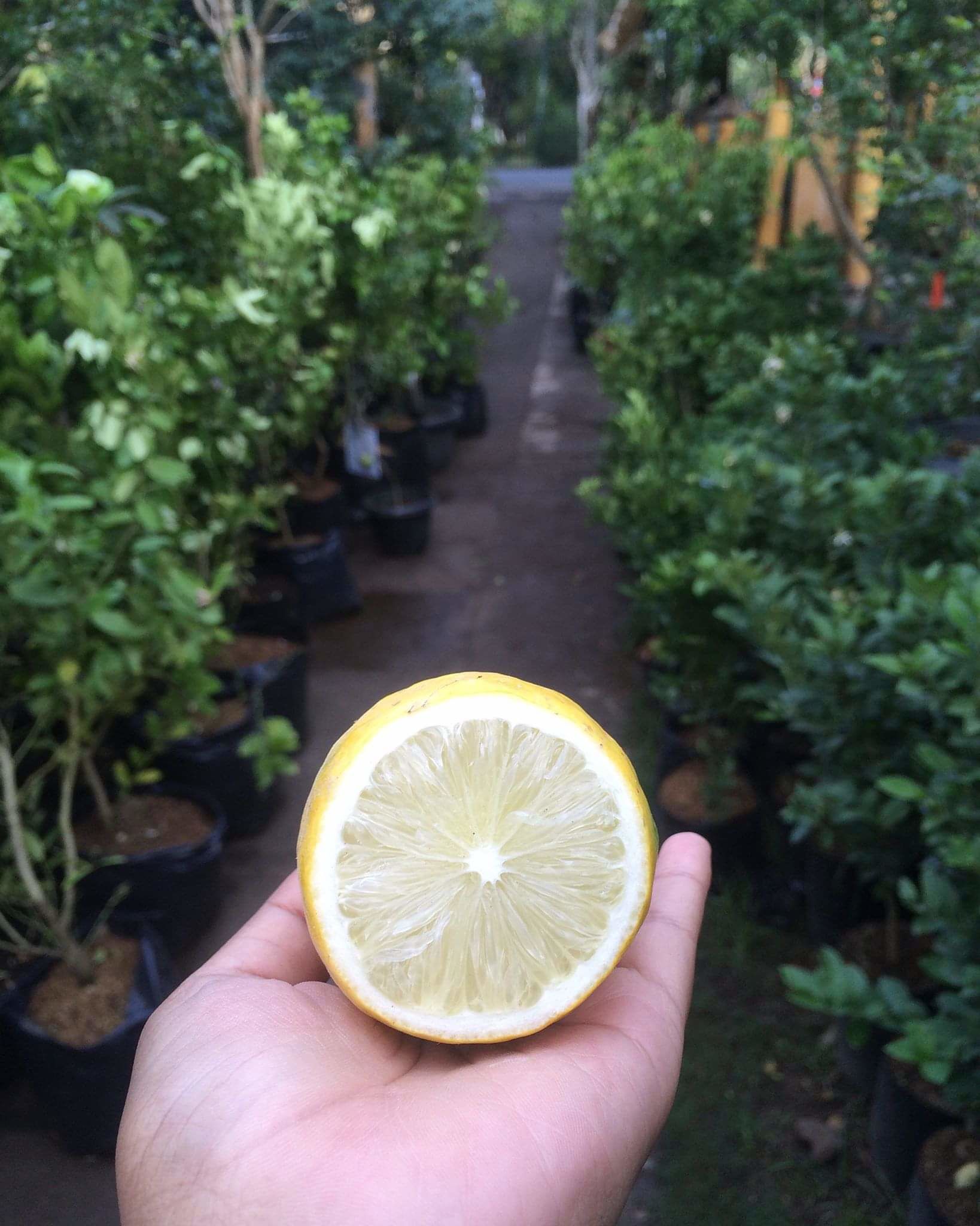 Facebook.com  tamanbuahbali