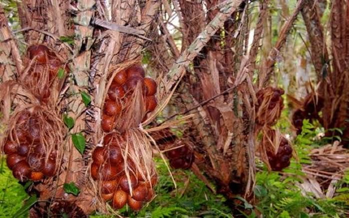 images-a7b7902be8e2bc67d89538dbbb3d7a7e