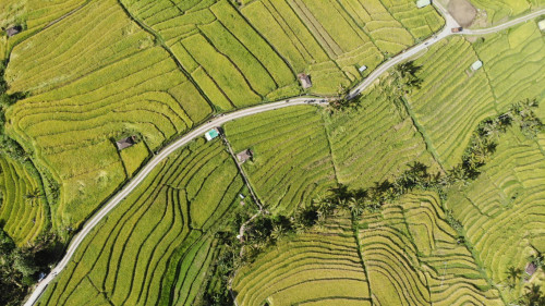 Subak: Sistem Pengairan Bali yang Dipamerkan di Water World Forum 2024